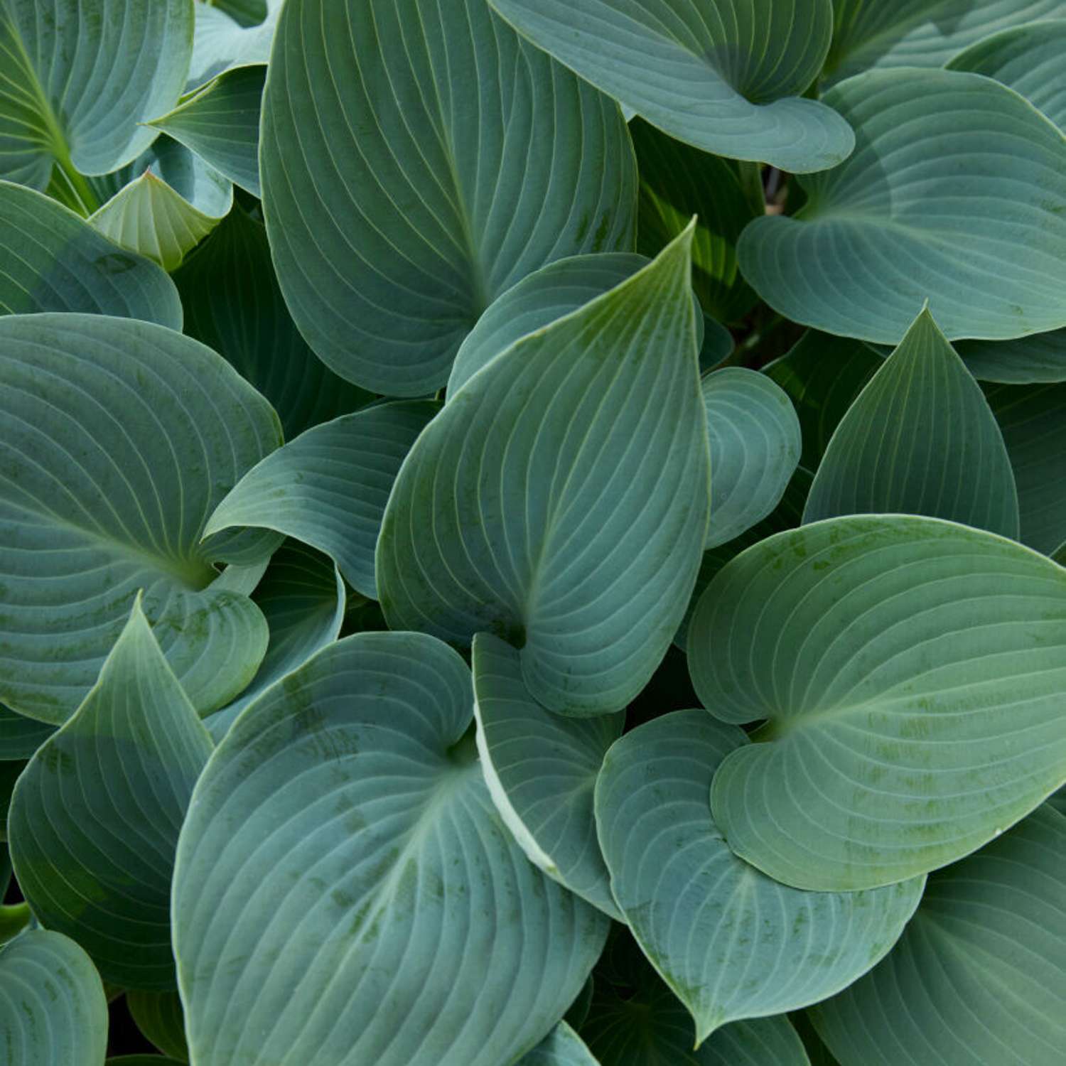 Tarhakuunlilja 'Halcyon' (Hosta)